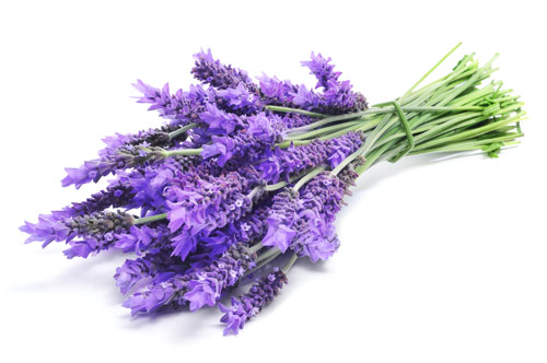Ein Bund Lavendel